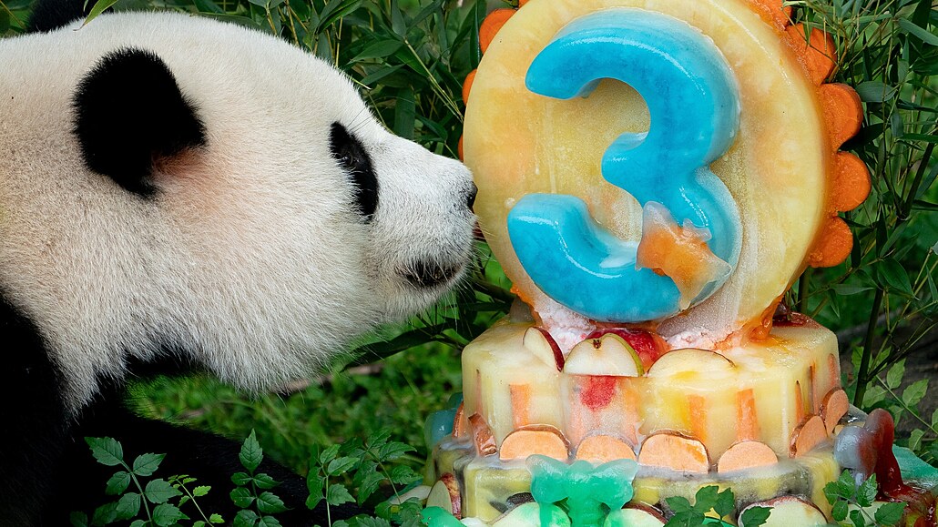 Narozeniny. V srpnu slavila Siao chi z washingtonské zoo tíleté narozeniny. V...