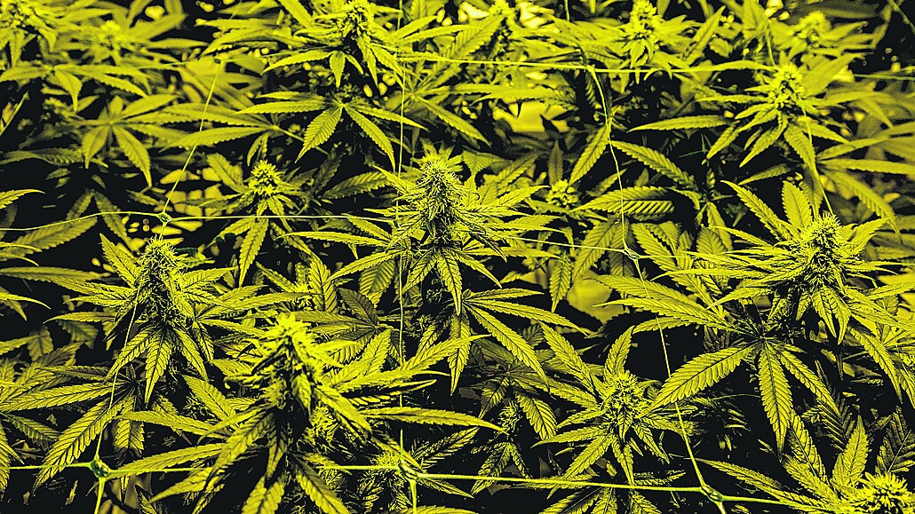 CBD produkty jsou pova�ovány za p�írodní alternativu pro sebepé�i a normální...