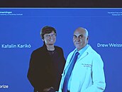 Nobelovu cenu za fyziologii nebo lékařství pro rok 2023 získali Katalin Karikó...