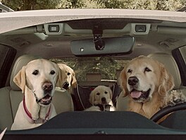 Psi se tradin toí okolo aut, ale nov se naopak auta i celé automobilky toí...
