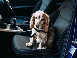 Psi chtjí vidt z auta a radi by sedli na sedadle spolujezdce, nebo dokonce...