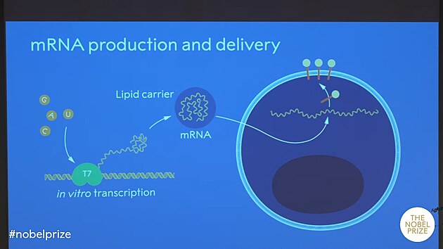 Grafické znázornění fungování mRNA. Nobelovu cenu za fyziologii nebo lékařství pro rok 2023 získali Katalin Karikó a Drew Weissman.