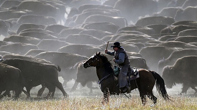 Kovbojov a kovbojky z Jin Dakoty shromdili stdo vce ne 1 500 bizon z Custer State Parku, aby zkontolovali zdrav zvat a naokovali telata. (29. z 2023)