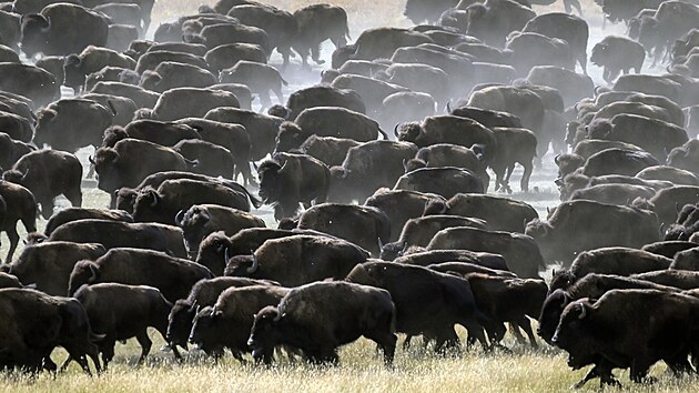 Bizon americk je vt ne zubr evropsk, kterho znte teba ze Zoo Praha nebo rezervace u Milovic. Snmek z Custer State Parku, jednoho z mst, kde bizon americk dostal anci pet. (29. z 2023)