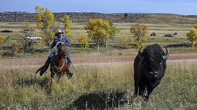 Kovbojov a kovbojky z Jin Dakoty shromdili stdo vce ne 1 500 bizon. Bylo jich na to padest. (29. z 2023)