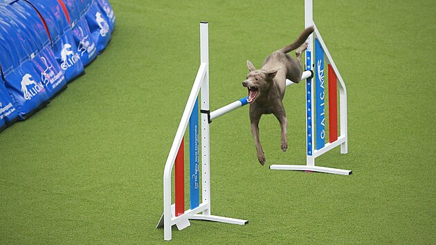 V Liberci vrchol� mistrovstv� sv�ta v agility.