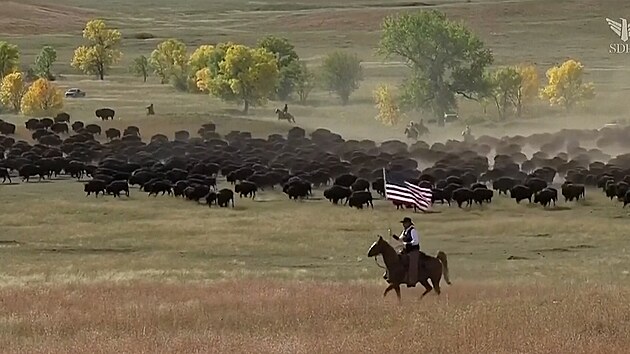Dechberoucí podívaná: kovbojové v Dakotě naháněli 1500 bizonů