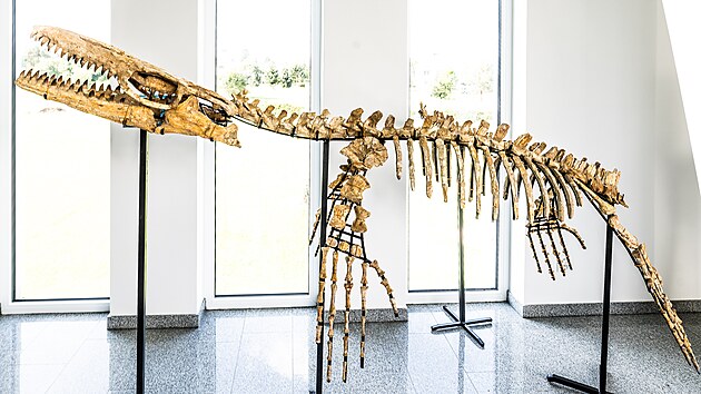 Galerie minerl vystavila kostru mosasaura, v sto kilogram a m 4,5 metru.