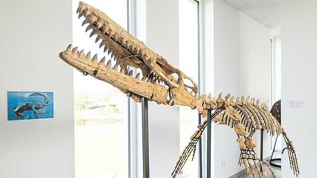 Galerie minerl vystavila kostru mosasaura, v sto kilogram a m 4,5 metru.