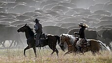 Obří stádo bizonů naháněla padesátka kovbojů a kovbojek z Jižní Dakoty. (29....