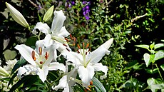 Bílé lilie jsou pova�ovány za nejkrásn�j�í. Ty si ov�em letos u� nevysadíte,...