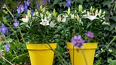 Dal�� varianta um�st�n� lili� do n�dob