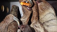 Poídit snímek mládte lenochoda narozeného ped necelým msícem není nic...