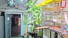 Správce zachránil ptá�ky  a ud�lal jim v krytu zázemí.