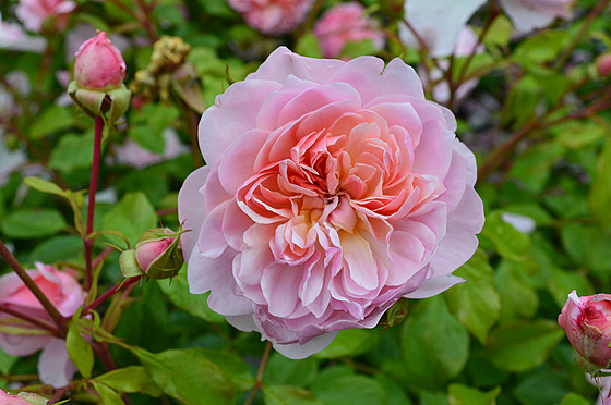 ilustra�ní snímek