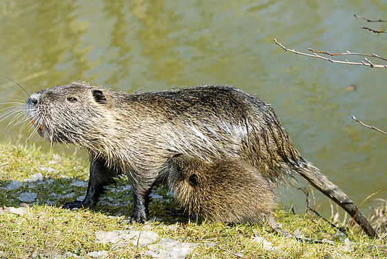 Nutrie íní s mládtem, kterých mívá obvykle est. Stihne i ti vrhy do roka. 