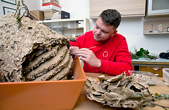 Pírodovdec Jan Walter ze Západoeského muzea v Plzni zkoumá hnízdo invazní...