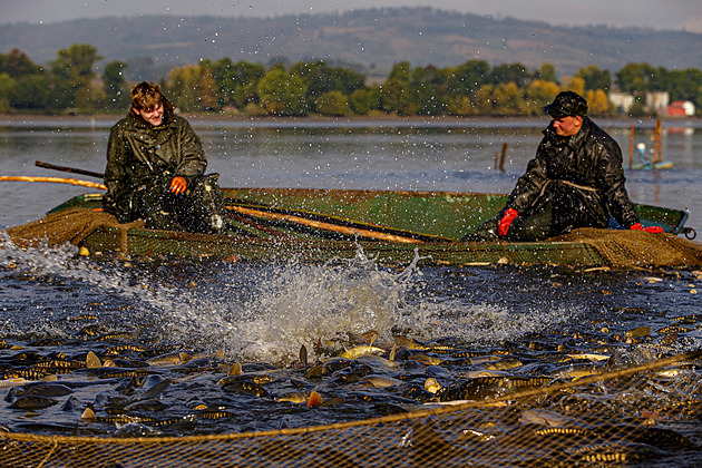 Tradiní výlov rybníku Hrubý v umvaldu na Olomoucku