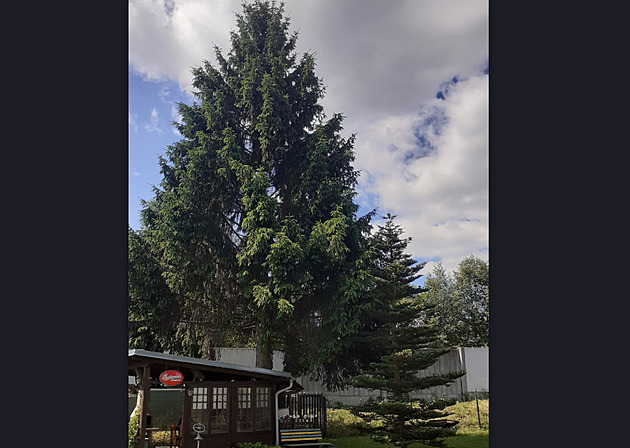 Liberec našel vánoční strom. Na náměstí ho hasiči přivezou, až nebude provoz