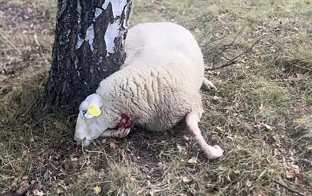 Chovatel na Chebsku našel desítky mrtvých ovcí, patrně je roztrhali vlci