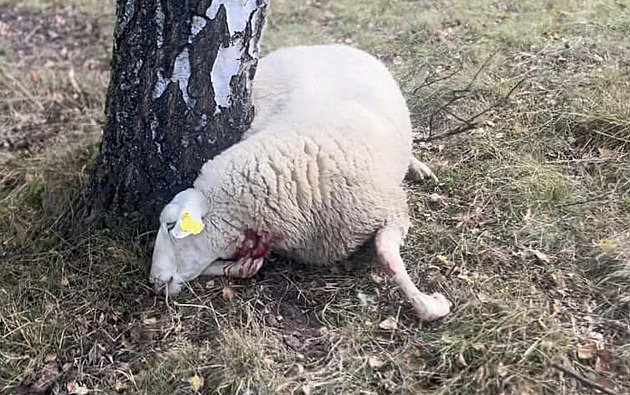 Mrtvé a zranné ovce, které napadli vlci v Dolní Lomné na Jablunkovsku. (19....