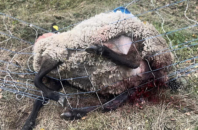Vlci v Beskydech dál decimují ovce, na Jablunkovsku jsou chovatelé už zoufalí