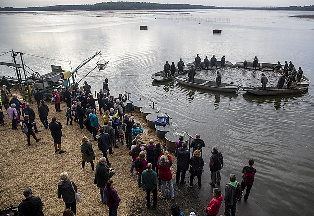 Pozor na trik prodejců kaprů. Jen cena za zpracování může výrazně poskočit