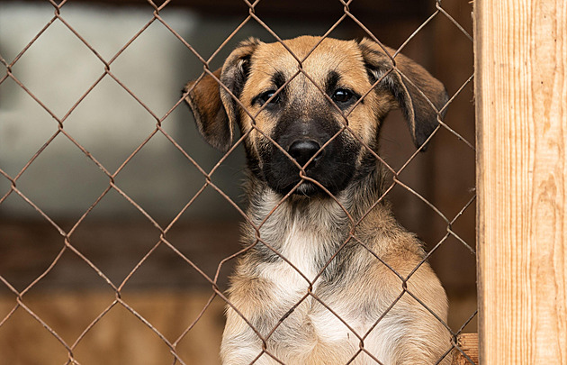 Veterináři vyrazí do terénu na kontroly. Mohou fingovaně kupovat psy a kočky