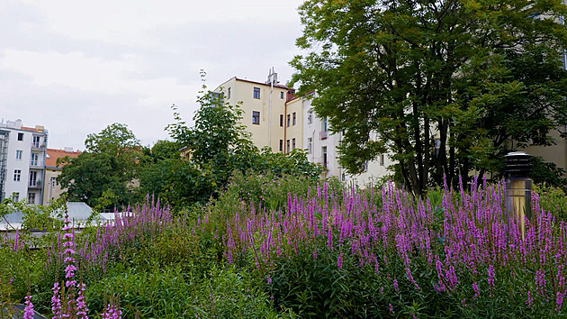 Mokřadní střecha na Letné vypadá po pár letech jako džungle. Slouží skvěle