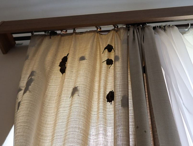 Ignorovali varování. Turisté nezavřeli okna, ráno měli v pokoji stovky netopýrů