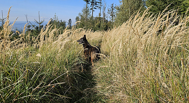 Pes pracuje i hodiny v kuse. Pátrání je jiné než ve filmu, říká policejní psovodka