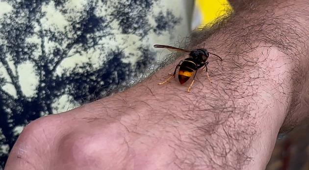 Sršně jsme nakrmili a sledovali, kam letí, popisuje nález hnízda stopař