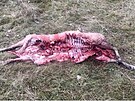 Mrtv� a zran�n� ovce, kter� napadli vlci v Doln� Lomn� na Jablunkovsku. (19....