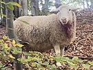 Mrtv� a zran�n� ovce, kter� napadli vlci v Doln� Lomn� na Jablunkovsku. (19....