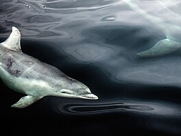 Randez vous s delfíny skákavými. Fotografie zachycuje elegantní linie, které...