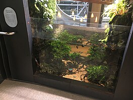 Akvária s rybami vyplují prostor mezi kvtinami a stromy. (17. íjna 2023)