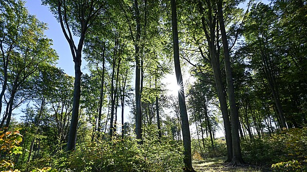 Zpsob obnovy sti dnickho lesa na pomez Hodonnska a Vykovska pedstavili 16. jna 2023 zstupci spolenosti Lesy R.