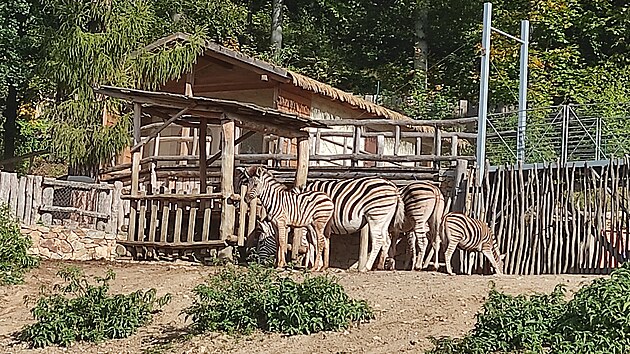 Mlaty se to v jihlavsk zoo letos jenom hem. Napklad ve vbhu zeber jsou k vidn hned dv leton.