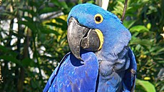 Nejv�t�í papou�ek sv�ta, evropské unikáty i sv�tové premiéry. Exota Olomouc...