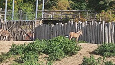 Mláaty se to v jihlavské zoo letos jenom hemí. Napíklad ve výbhu zeber jsou...