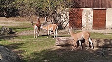Také lamy letos v Jihlav zaznamenaly pírstek.