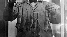 Historický snímek deratizátora v New Yorku pochází z roku 1908. K zabíjení...