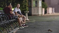 Jen v roce 2022 m�sto dostalo p�es 60 000 hlá�ení o výskytu potkan�.