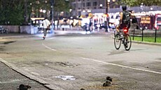 Fascinace krysami za�ala u� asi zhruba p�ed sedmi lety. Tehdy se na sociálních...