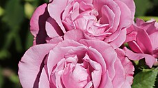 Re s názvem Barbra Streisand je odolný hybrid s levandulovou barvou a...