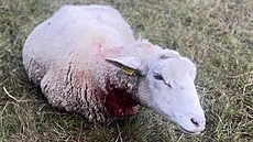 Mrtvé a zran�né ovce, které napadli vlci v Dolní Lomné na Jablunkovsku. (19....