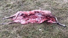 Mrtvé a zran�né ovce, které napadli vlci v Dolní Lomné na Jablunkovsku. (19....