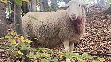 Mrtvé a zran�né ovce, které napadli vlci v Dolní Lomné na Jablunkovsku. (19....