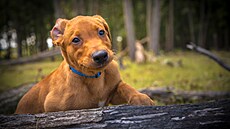 Také máte doma mazlíka, který je roztomilost sama? Po�lete jeho fotku, v �íjnu...