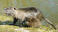 Nutrie �í�ní s mlád�tem, kterých mívá obvykle �est. Stihne i t�i vrhy do roka. 